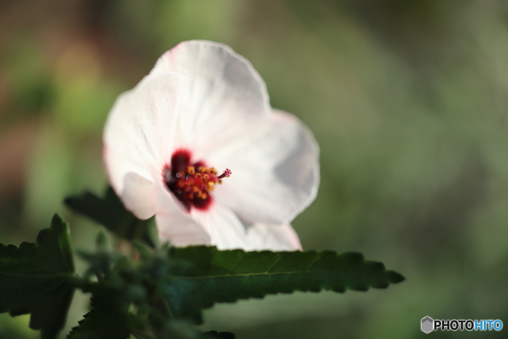 街の花