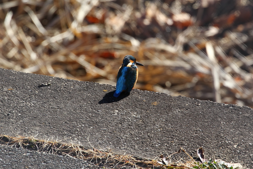 野鳥（大栗川）