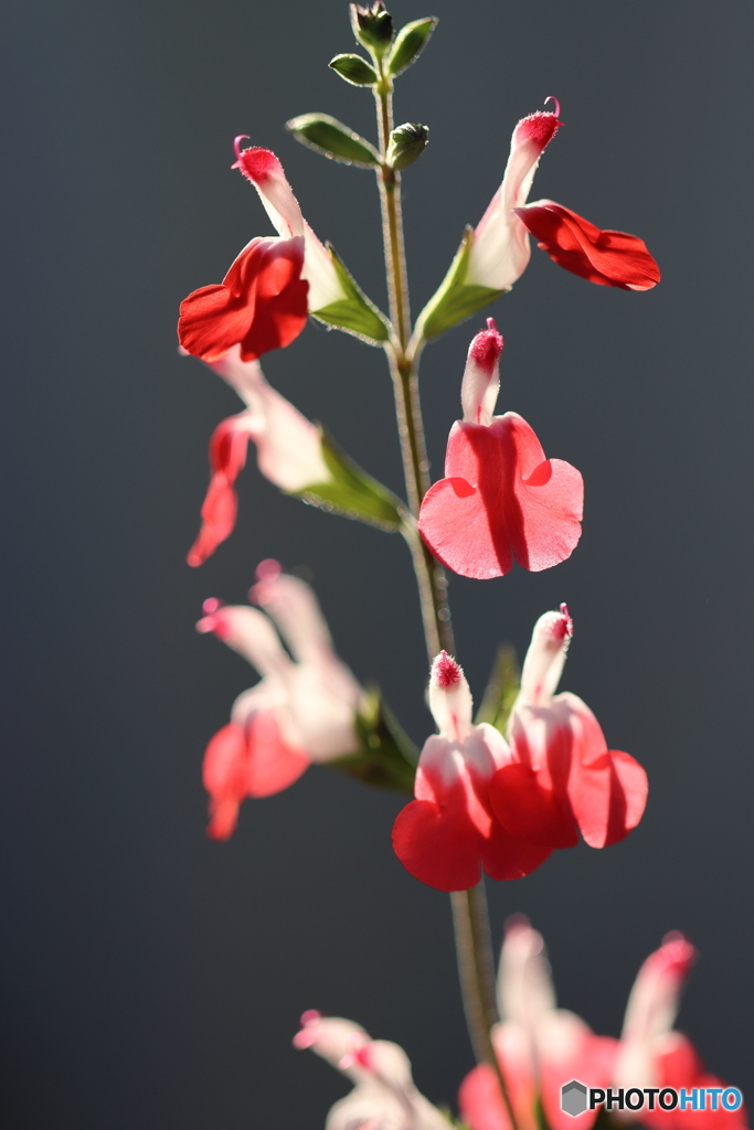 街の花