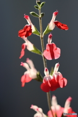 街の花