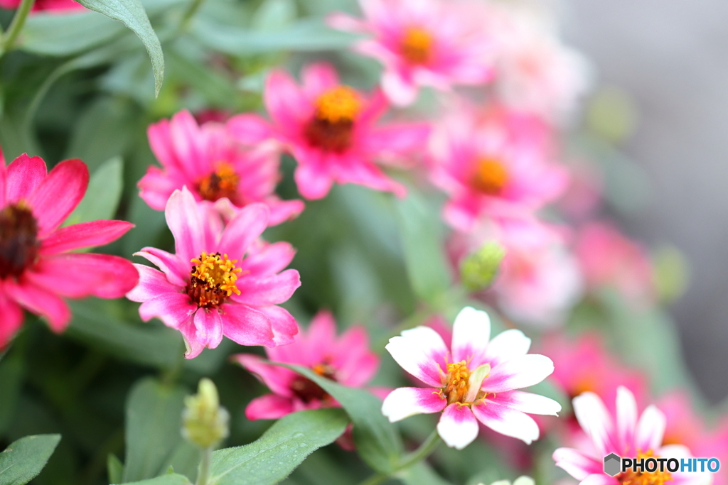 街の花