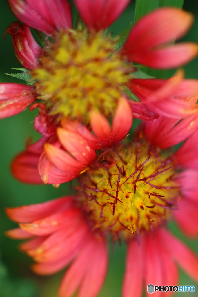 街の花