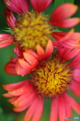 街の花