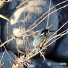 野鳥