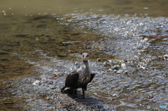 カワウ