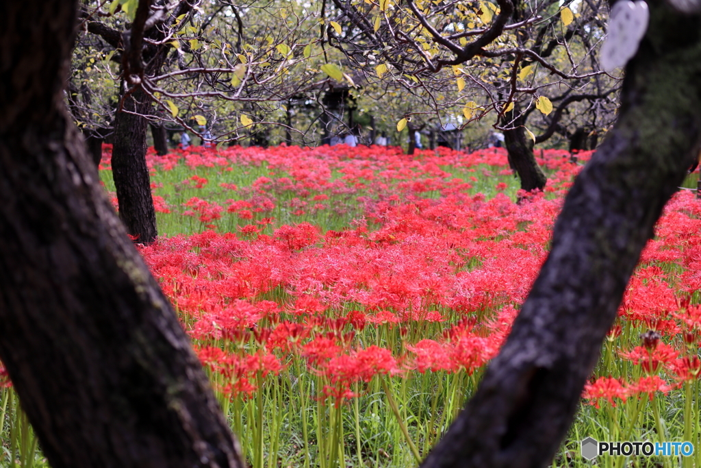 郷土の森