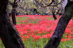 郷土の森