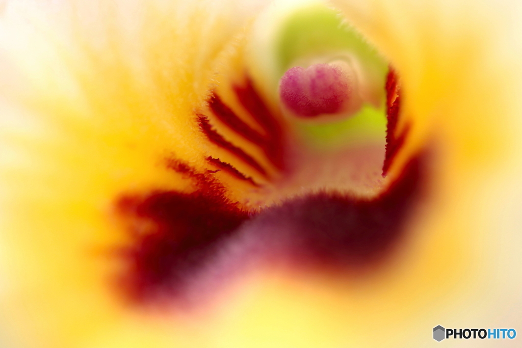 園の花