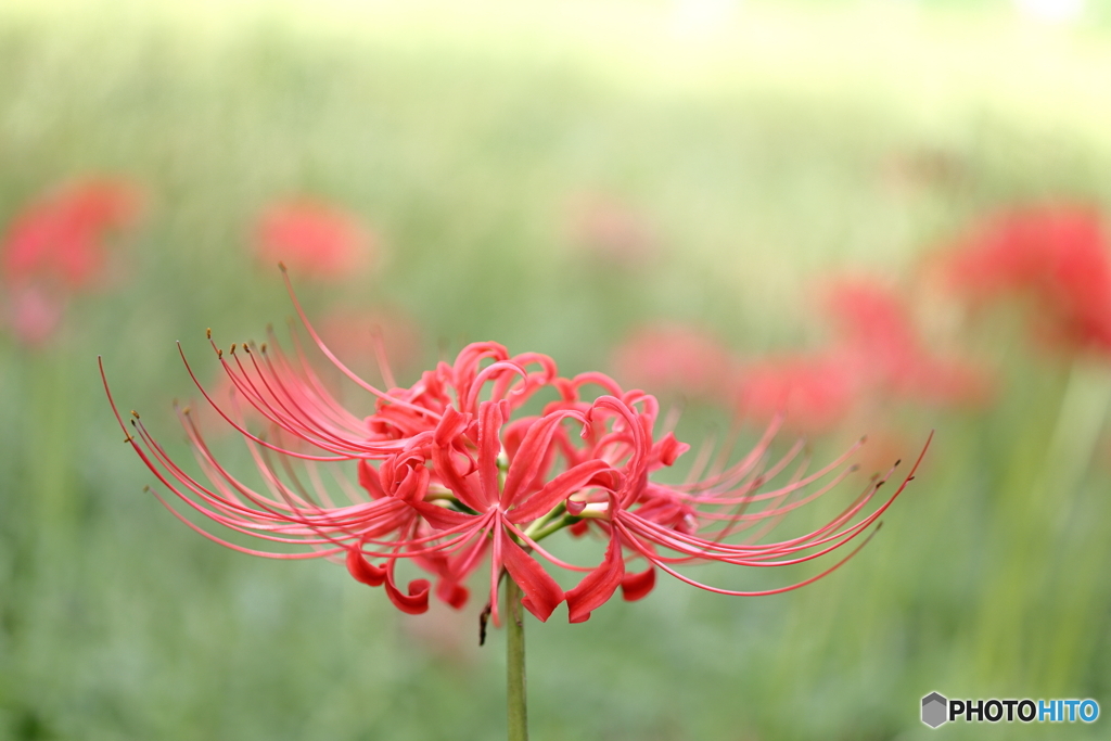 園の花