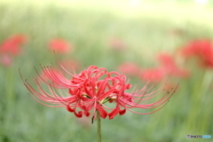 園の花