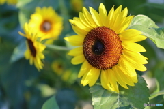 街の花