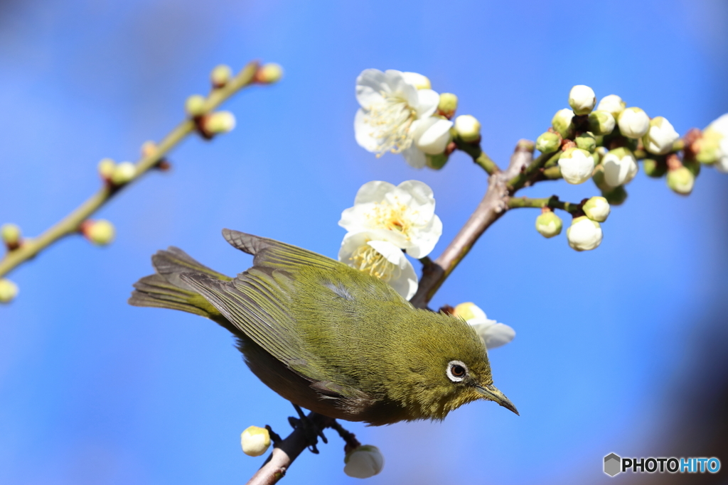 野鳥