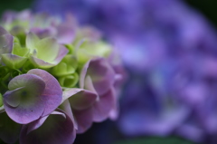  鎌倉の紫陽花