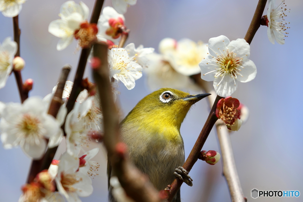 ウメジロ