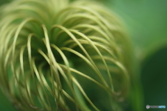 夢幻