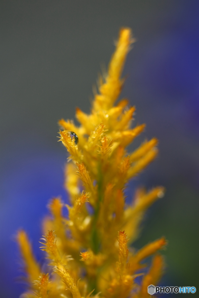 街の花