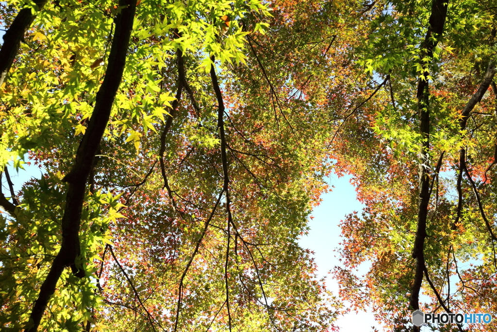 プチ紅葉