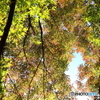 プチ紅葉