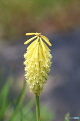 街の花
