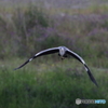 野鳥