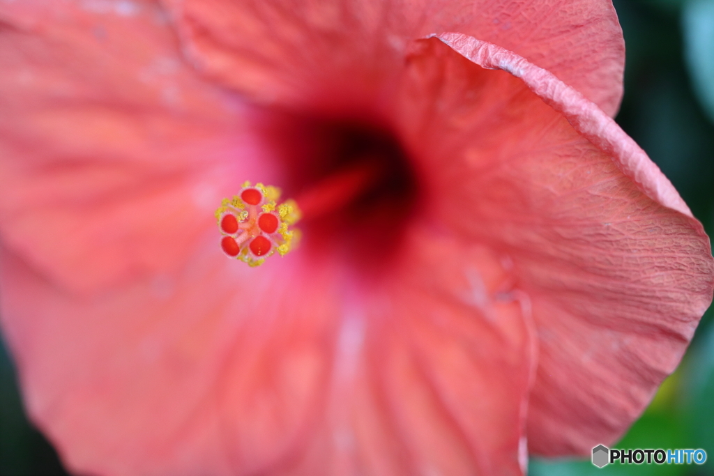 街の花