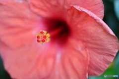 街の花