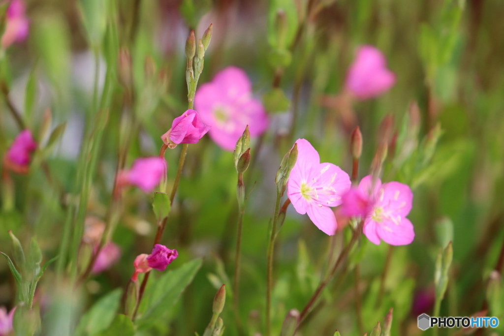 街の花