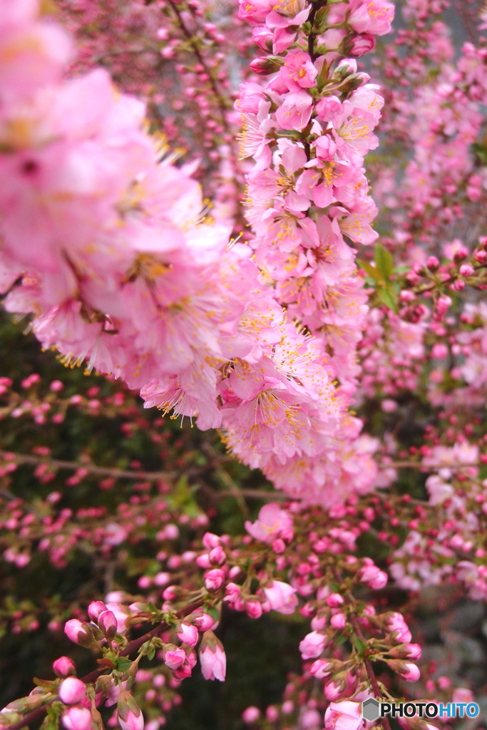 街の花