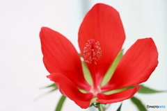 街の花