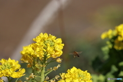街の花