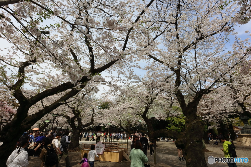 お花見