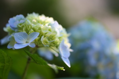 街の花