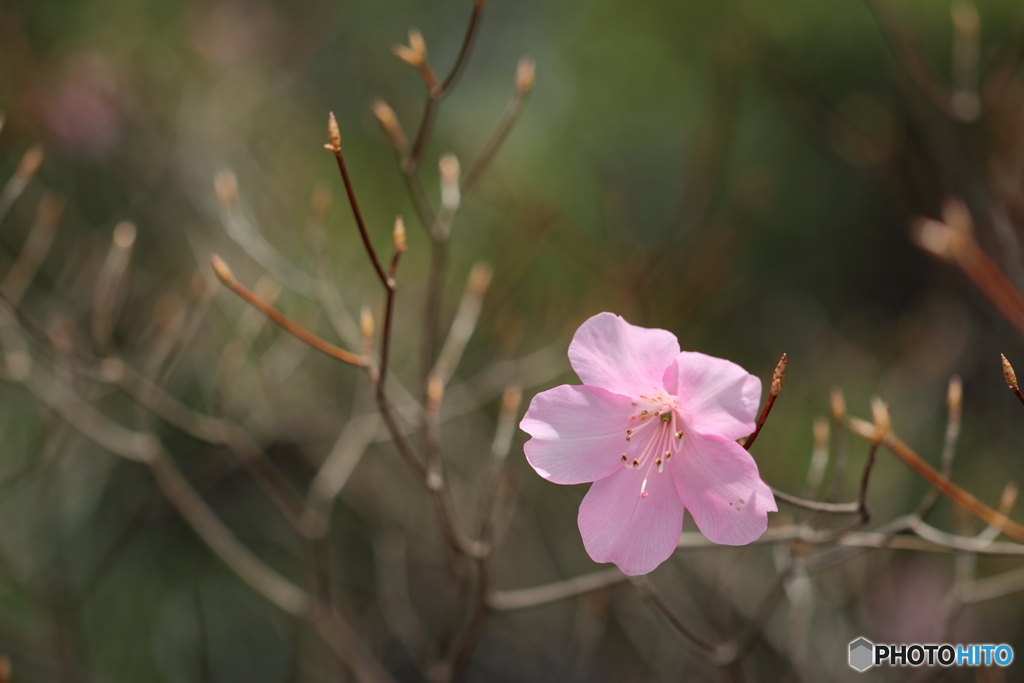 園の花