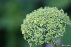 街の花