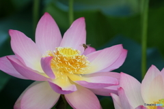 街の花