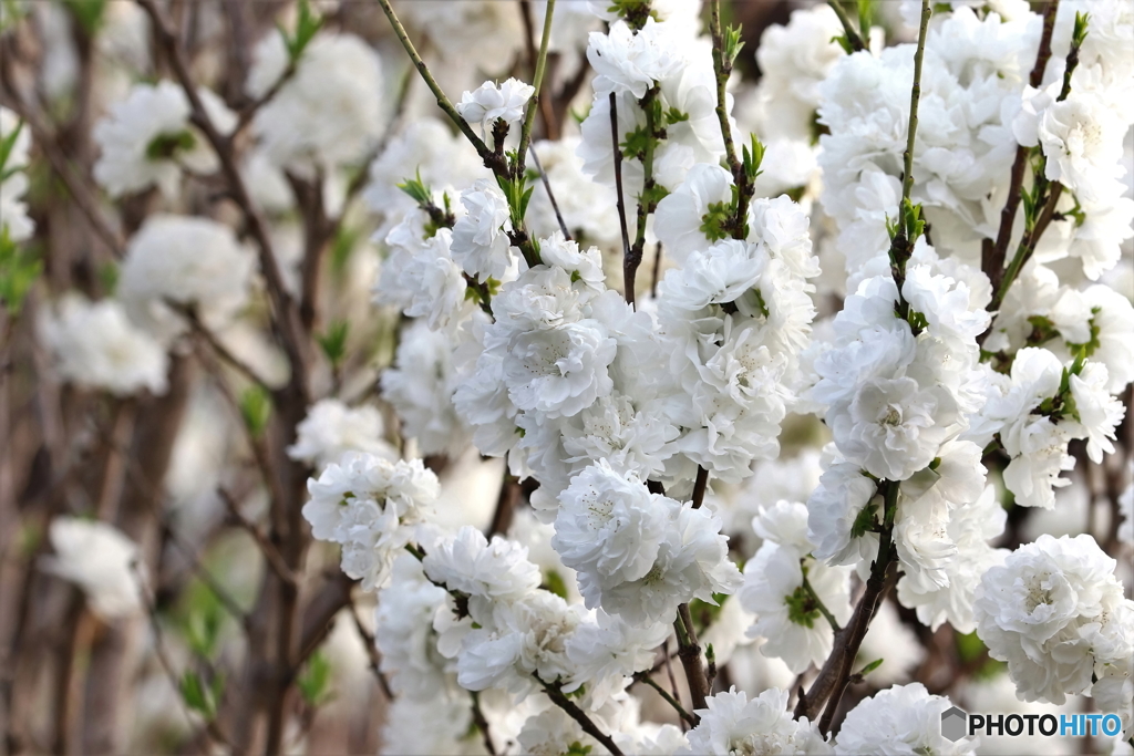 街の花