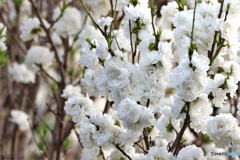 街の花