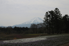 富士山と芝桜