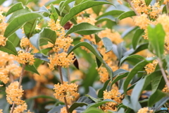 街の花