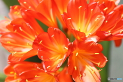 街の花