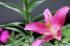 街の花