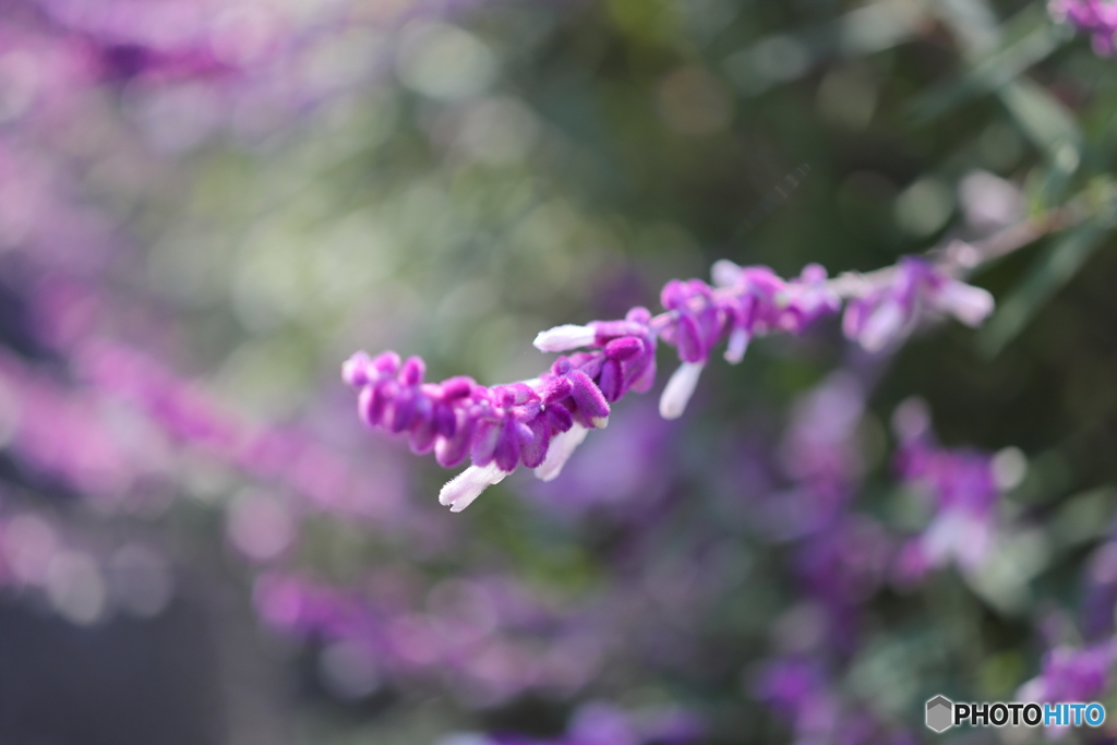 街の花