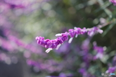 街の花