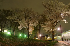 夜桜