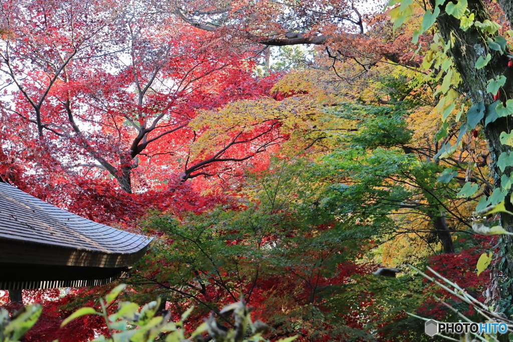 紅葉