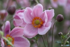 街の花
