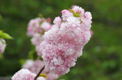 遊歩道の花