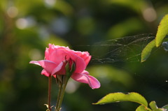 街の花