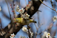 野鳥