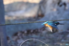 野鳥